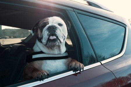 Az autóban is fontos a kutyák biztonsága