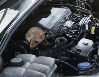 Ford Tourneo Custom - Nyest riasztó