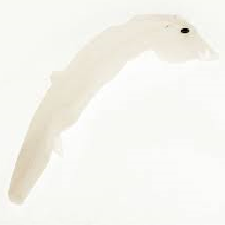 Ford Connect ablakmosó tartály 